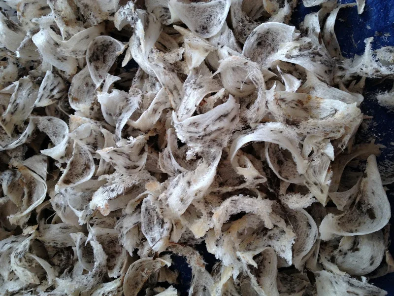 cara ekspor sarang burung walet 